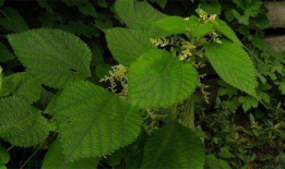 苎麻豆,绿色纤维的天然宝藏与产业应用探索